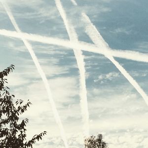 Low angle view of trees against blue sky