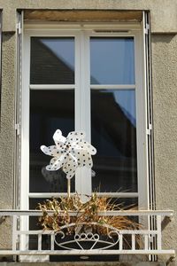 White flowers on window of building