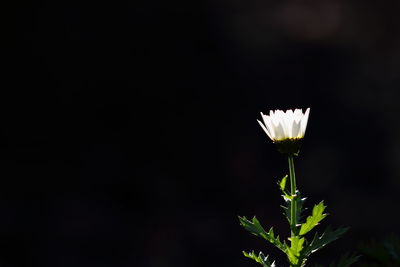 Close-up of white flowers