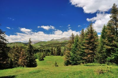 Scenic view of trees on field against sky