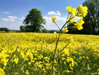 Yellow flowers growing in field