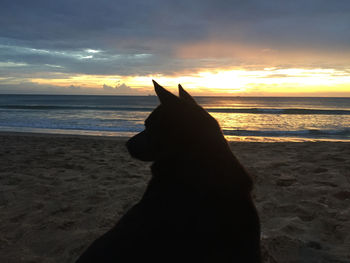 Silhouette dog on beach against sky during sunset