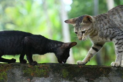 Side view of a cat