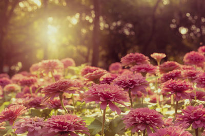 Close-up of pink flowers blooming outdoors