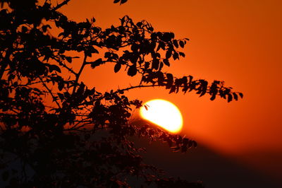 Low angle view of silhouette tree against orange sky