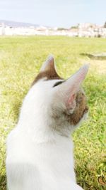 Close-up of cat sitting on field