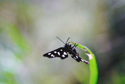 Close-up of butterfly on flower