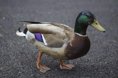 Close-up of mallard duck