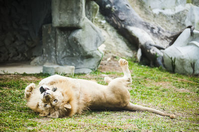 Lion relaxing on grassy field at zoo