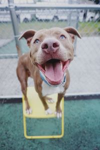 Close-up of pit bull terrier on stool