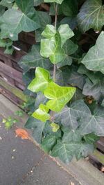 High angle view of wet leaves