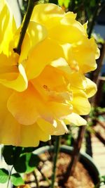 Close-up of yellow flowering plant