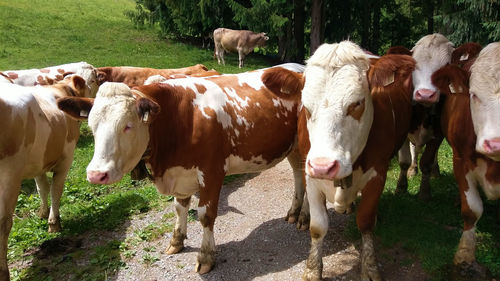 Cows standing in a field