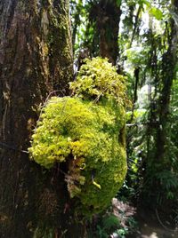 Close-up of moss growing on tree trunk