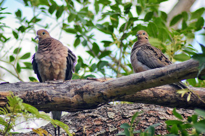 Bird perching on a tree