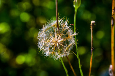 Close-up of dandelion against blurred background