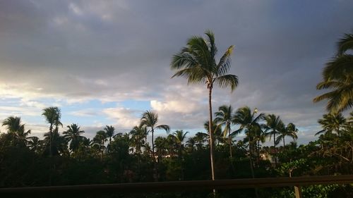 Low angle view of trees against cloudy sky