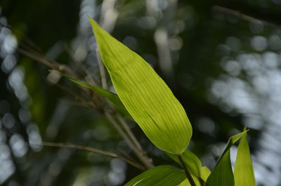 Close-up of green plant