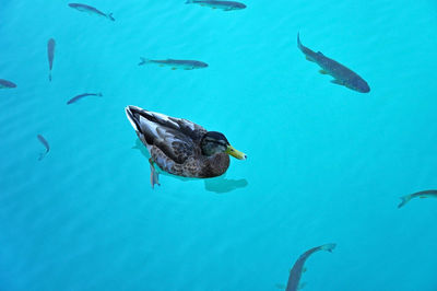 View of fish swimming in sea