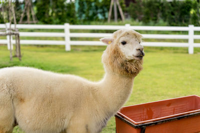 Close-up of alpaca on field