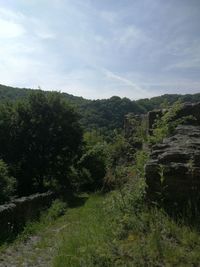 Plants growing on land against sky