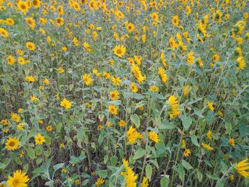 Full frame shot of yellow flowering plants on field