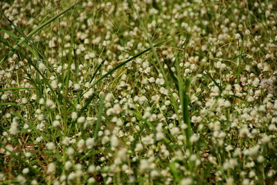 Close-up of white flowering plants on field