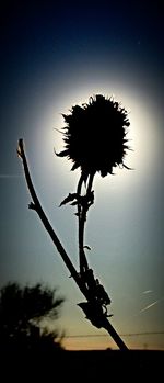 Close-up of silhouette flower against sky at sunset