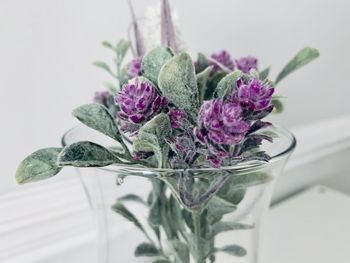 Close-up of purple flower on glass table