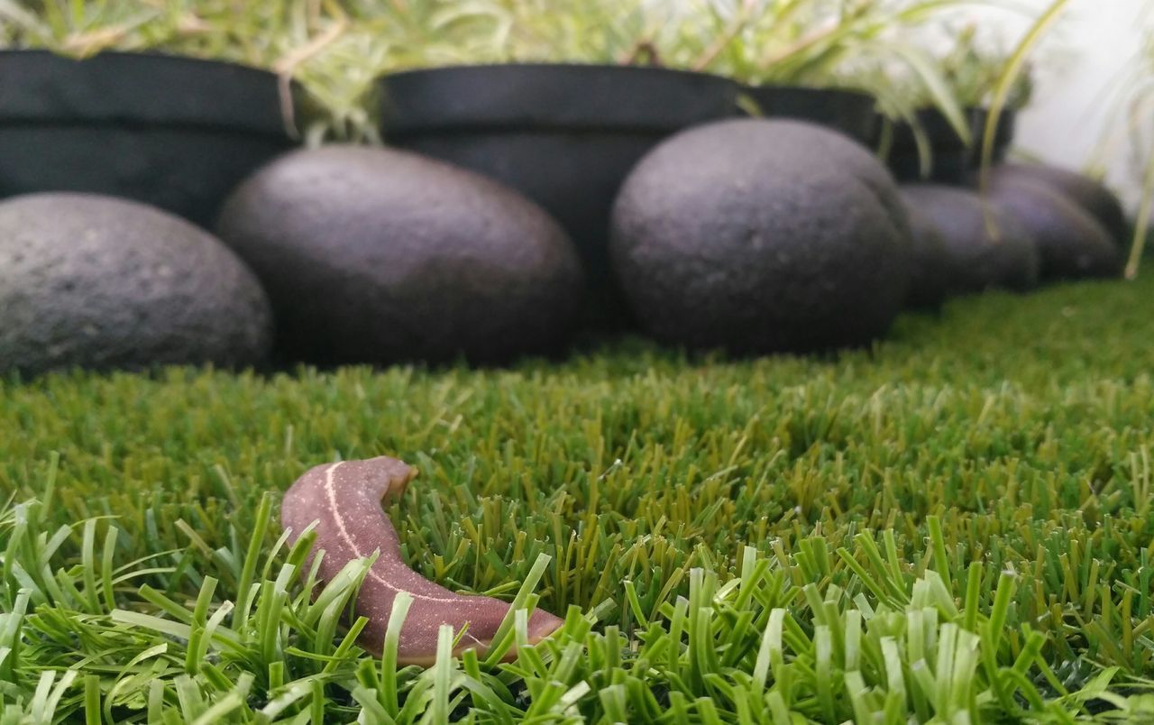 CLOSE-UP OF SNAKE ON GRASS