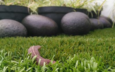 Close-up of animal ball on field