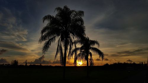 Silhouette of trees at sunset