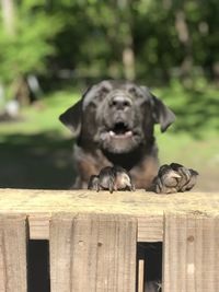 Portrait of a dog