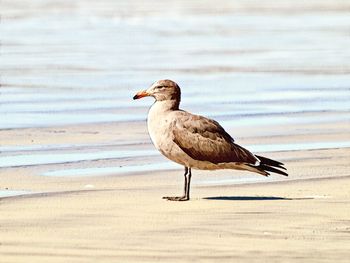 Seagull perching on a beach