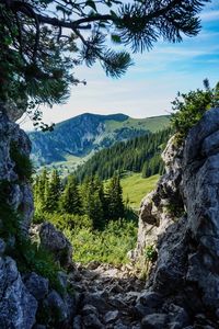 Scenic view of pine trees and mountains against sky