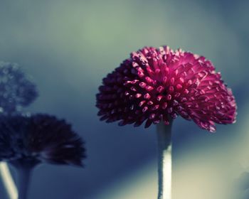 Close-up of pink flower