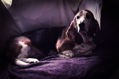 Close-up of dog sleeping on sofa