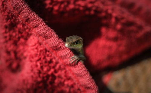 Close-up of insect on red background