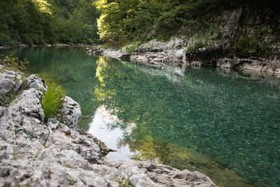 River flowing through forest