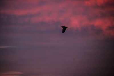 Low angle view of silhouette bird flying in sky