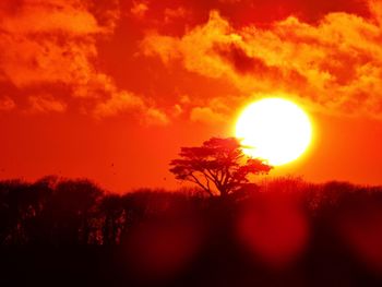 Low angle view of silhouette trees against sky during sunset