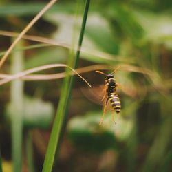 Close-up of insect on plant