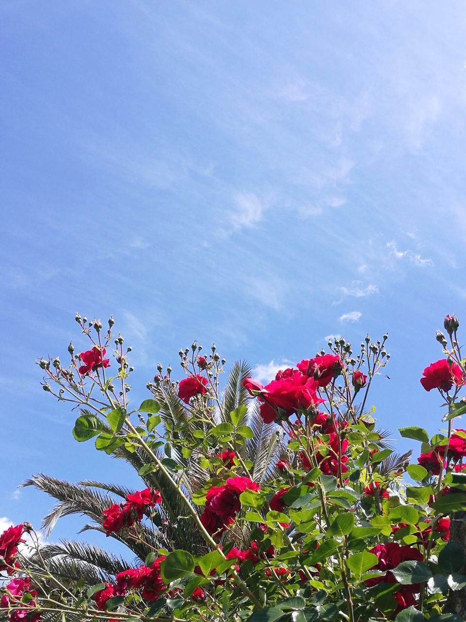 flower, growth, nature, beauty in nature, fragility, freshness, red, petal, blossom, plant, no people, day, outdoors, blooming, sky, flower head, springtime, low angle view, tree, close-up