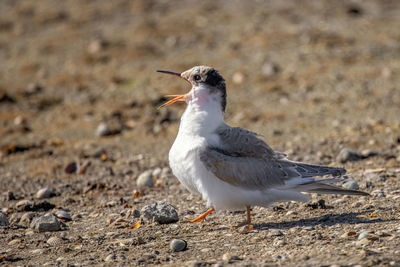 Close-up of seagull perching on a field