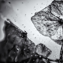 Close-up of wet leaf