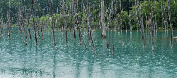 Scenic view of lake in forest