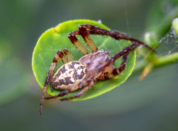 Close-up of spider