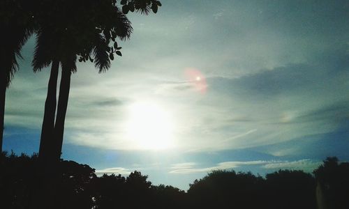 Silhouette of trees at sunset