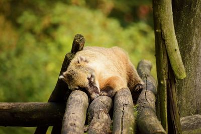 View of lion sleeping on tree branch in zoo