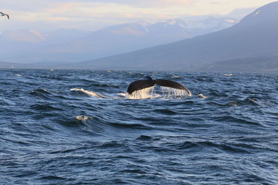 Tail of whale 